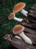 Gymnopilus purpuratus image