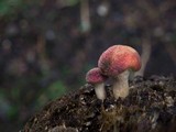 Gymnopilus purpuratus image