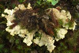 Pseudocyphellaria berberina image