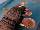 Gymnopilus purpuratus image
