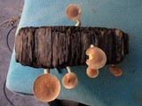 Gymnopilus purpuratus image