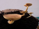 Gymnopilus purpuratus image