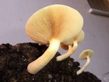 Gymnopilus purpuratus image
