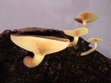 Gymnopilus purpuratus image