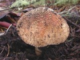 Echinoderma asperum image