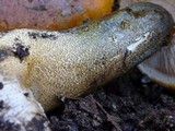 Tricholoma aurantium image