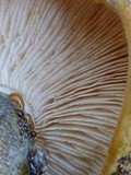 Tricholoma aurantium image