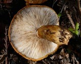 Tricholoma aurantium image