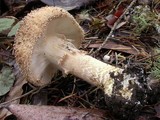 Echinoderma asperum image
