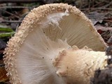 Echinoderma asperum image