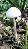 Panaeolus antillarum image
