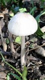Panaeolus antillarum image