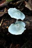 Clitocybula azurea image