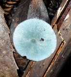 Clitocybula azurea image