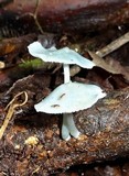 Clitocybula azurea image