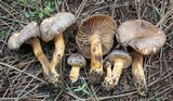 Chroogomphus ochraceus image