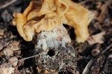 Gyromitra korfii image