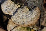 Trametes pubescens image