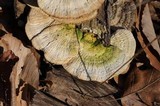 Trametes pubescens image