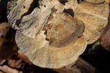 Trametes pubescens image