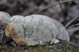 Daedalea quercina image