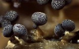 Physarum leucopus image