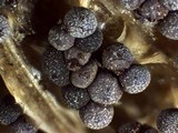 Physarum leucopus image