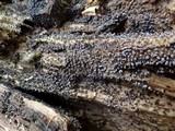 Physarum leucopus image