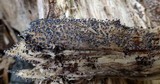 Physarum leucopus image
