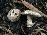 Amanita protecta image