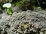 Vahliella leucophaea image