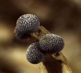 Physarum leucopus image