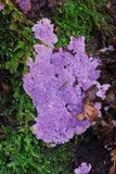 Punctularia atropurpurascens image