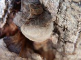 Phellinus everhartii image