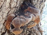 Phellinus everhartii image