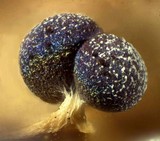 Physarum leucopus image