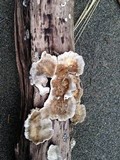 Trametes hirsuta image