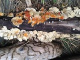 Hypomyces aurantius image