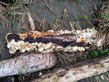 Hypomyces aurantius image