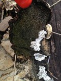 Hypomyces aurantius image