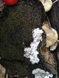 Hypomyces aurantius image