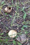 Chlorophyllum agaricoides image