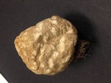 Chlorophyllum agaricoides image