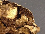Chlorophyllum agaricoides image