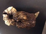 Scleroderma macrorhizon image