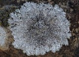 Punctelia stictica image