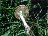 Marasmius oreades image