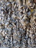 Punctelia borreri image