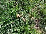 Marasmius oreades image