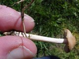 Marasmius oreades image